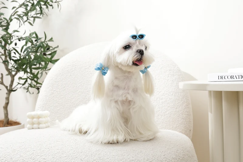 GLAM Hair Accessories for pets clip & rubber band - Blue
