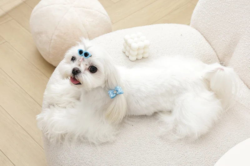 GLAM Hair Accessories for pets clip & rubber band - Blue