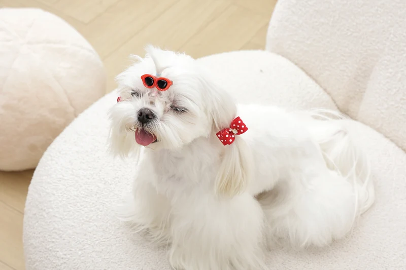 GLAM Hair Accessories for pets clip & rubber band - Red