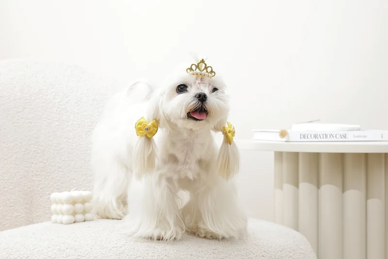 GLAM Hair Accessories for pets clip & rubber band - Yellow