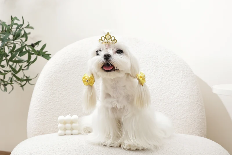 GLAM Hair Accessories for pets clip & rubber band - Yellow