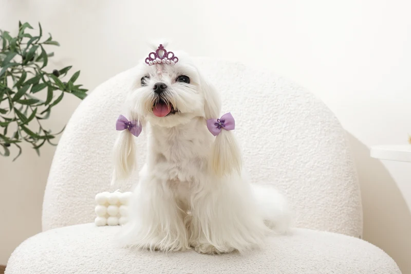 GLAM Hair Accessories for pets clip & rubber - Purple