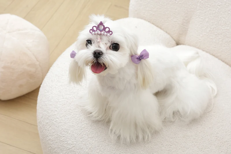 GLAM Hair Accessories for pets clip & rubber - Purple