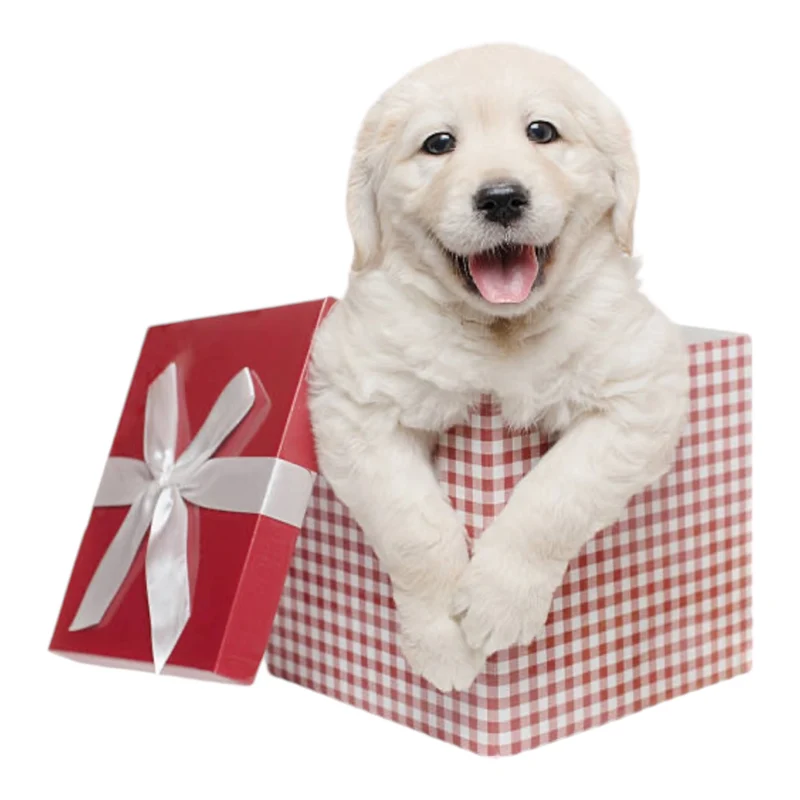 Caja Regalo Sorpresa para Perros — 40 €, montada a mano en tienda