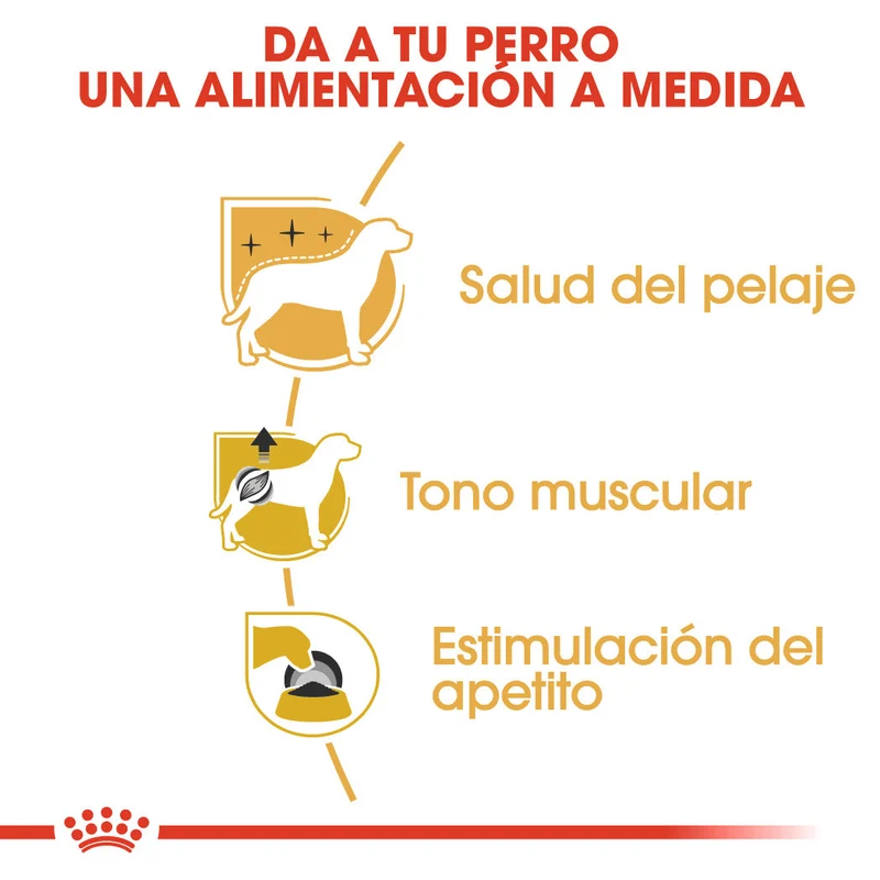 Royal Canin Caniche Poodle Paté Adulto 85 g Comida Húmeda para Perros