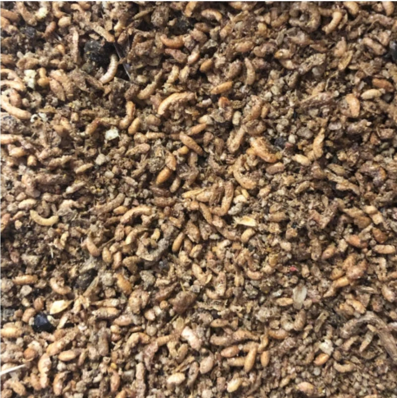 Pasta insectívora con 60% insectos 6kg