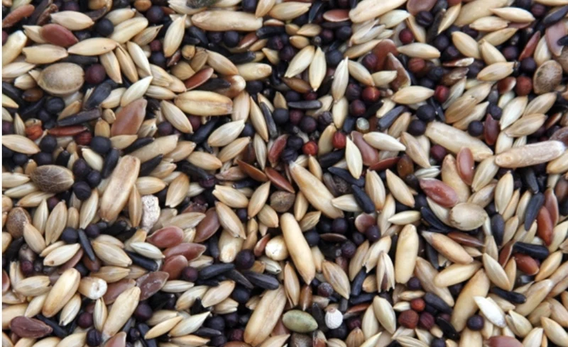 Prestige Canaries Super Breeding 20kg - Mezcla De Semillas De Calidad Para Cría