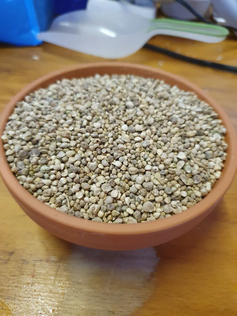 Semilla de Espinaca 1kg