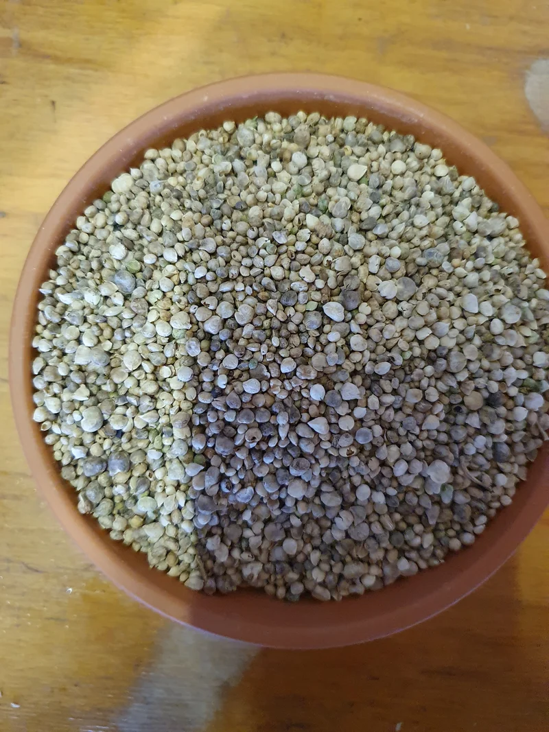 Semilla de Espinaca 1kg