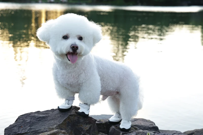 FLEXI SHOES Dog - White edition