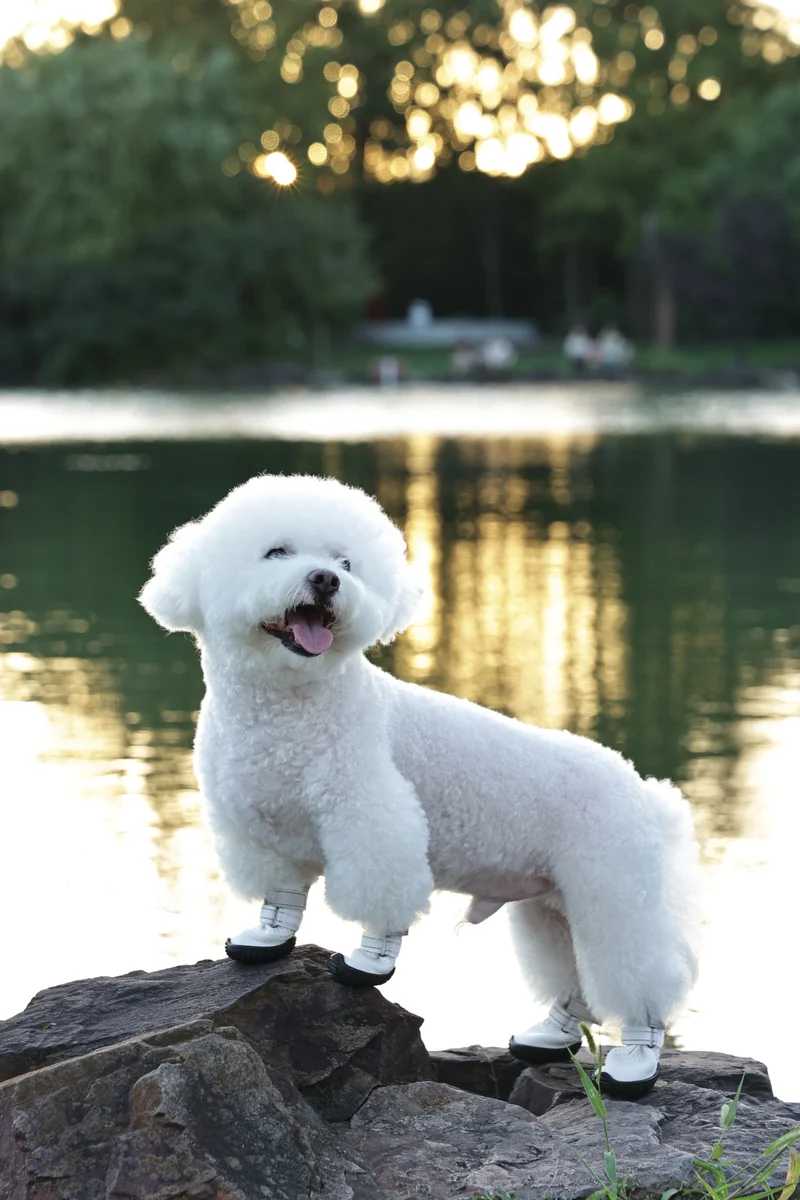 FLEXI SHOES Dog - White edition