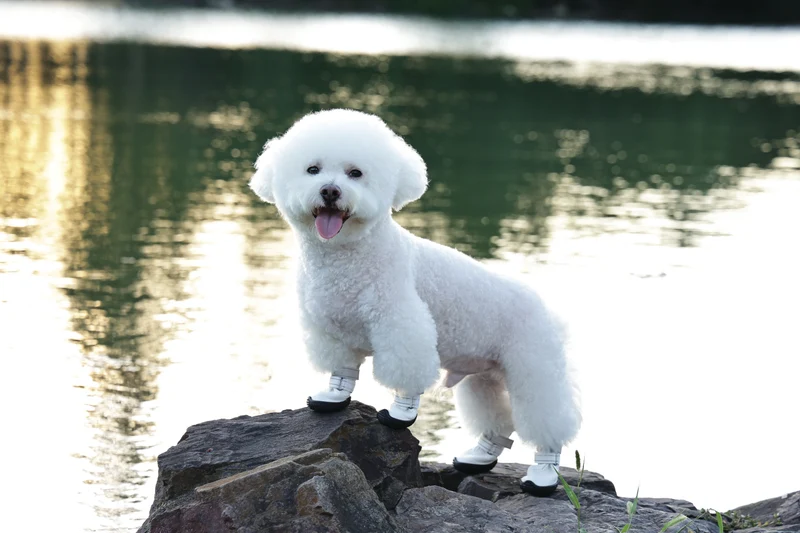 FLEXI SHOES Dog - White edition