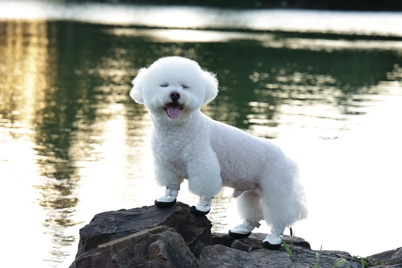 FLEXI SHOES Dog - White edition
