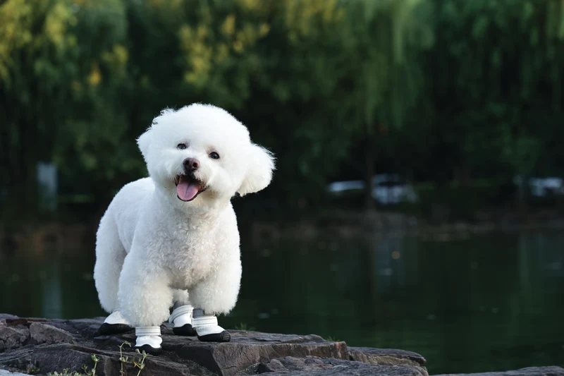 FLEXI SHOES Dog - White edition