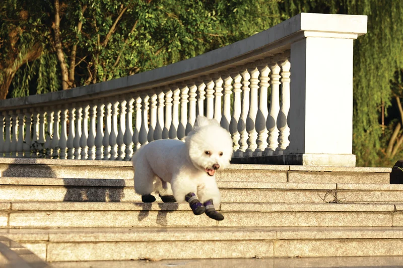 FLEXI SHOES Dog - Purple edition
