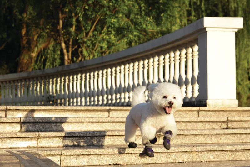 FLEXI SHOES Dog - Purple edition