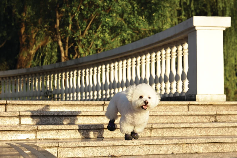 FLEXI SHOES Dog - Purple edition