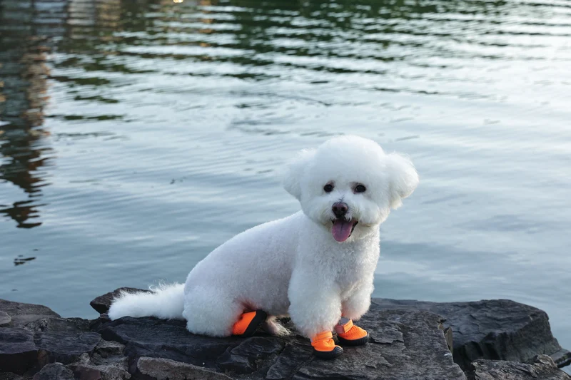 FLEXI SHOES Dog - Orange edition