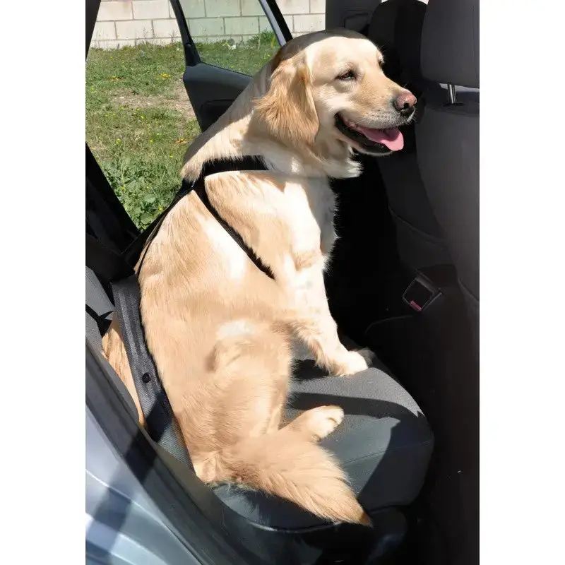 Arnés Para Coche