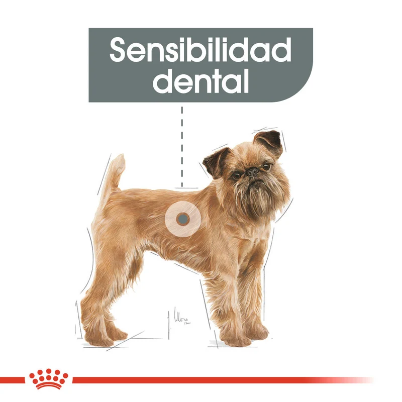 Royal Canin Mini Dental Care Pienso para Perros