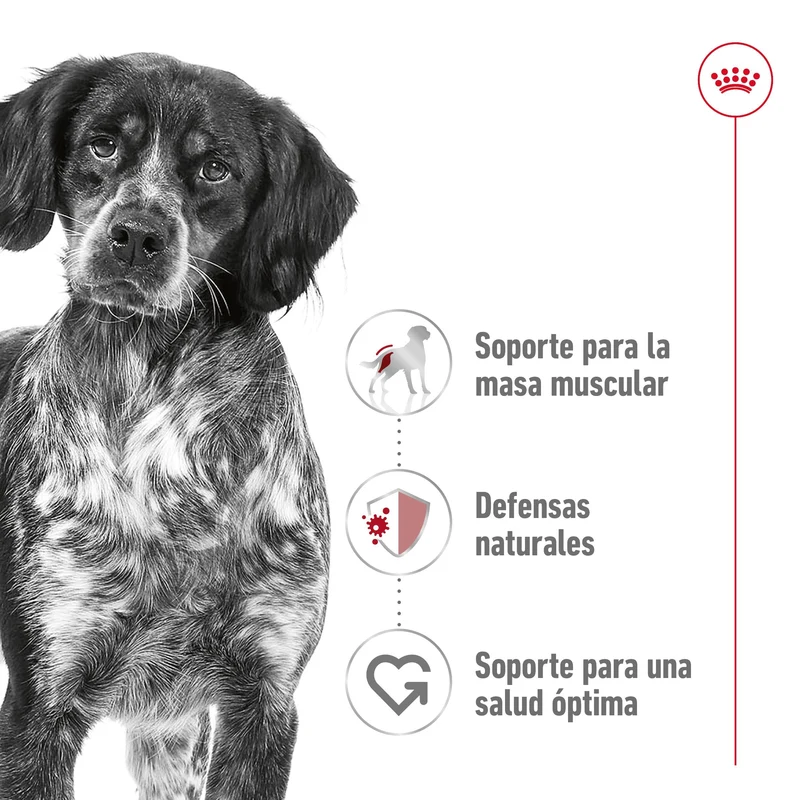Royal Canin Medium Adult Pienso para Perros