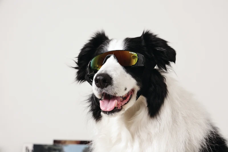 SUNNY Goggles for dogs SUNBATHER