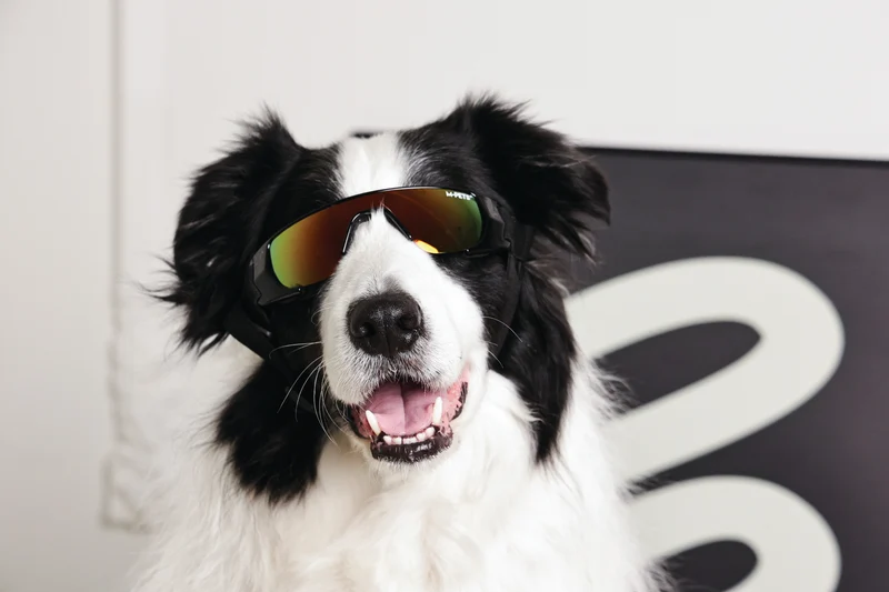 SUNNY Goggles for dogs SUNBATHER