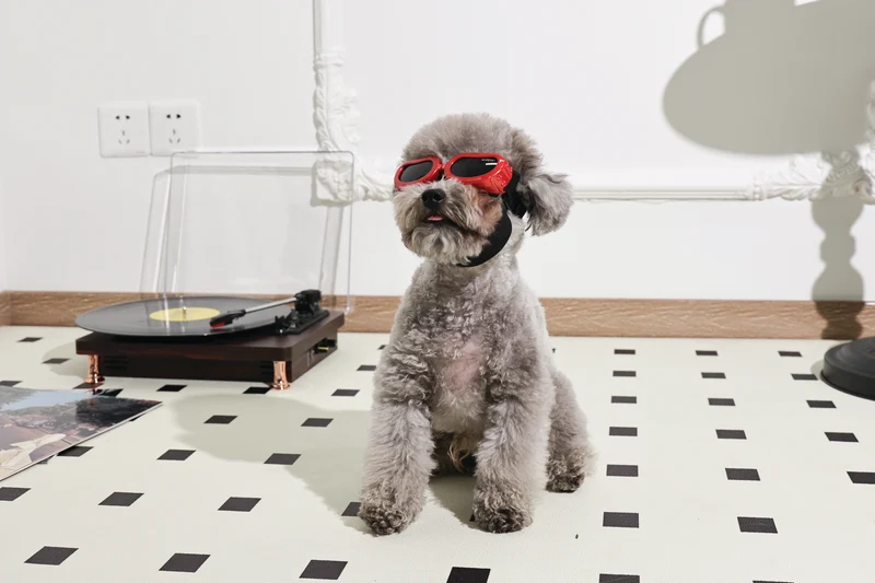 SUNNY Goggles for dogs DAYTRIP