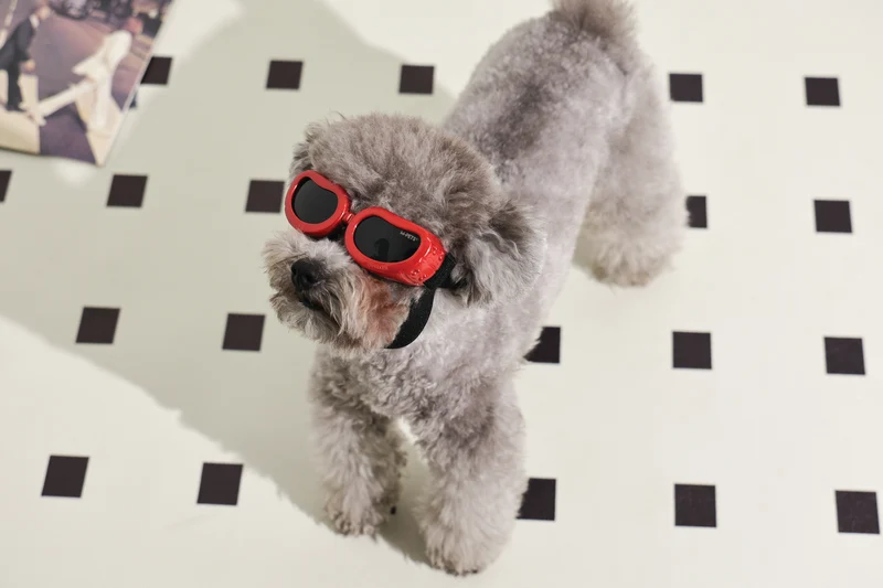SUNNY Goggles for dogs DAYTRIP