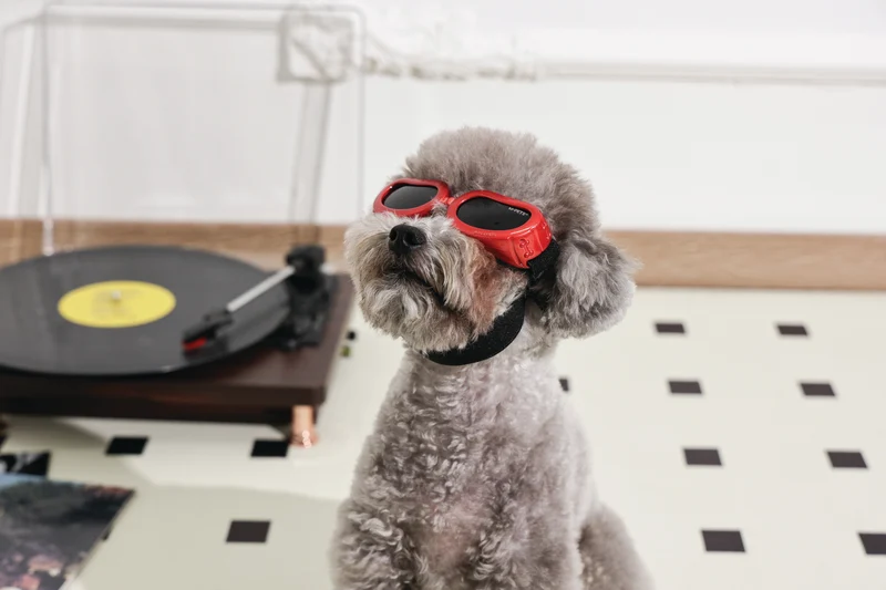 SUNNY Goggles for dogs DAYTRIP