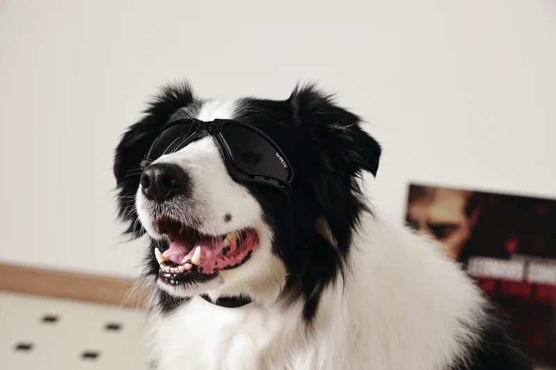 SUNNY Goggles for dogs TRAILBLAZER