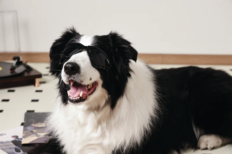 SUNNY Goggles for dogs TRAILBLAZER