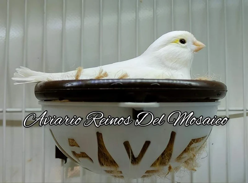1 Nido Nicolas + 5 Anillas Desmontables - Moldes Ave