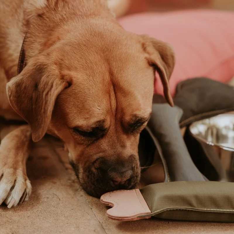 Huntlea Flat Bone Chew Toy For Dogs