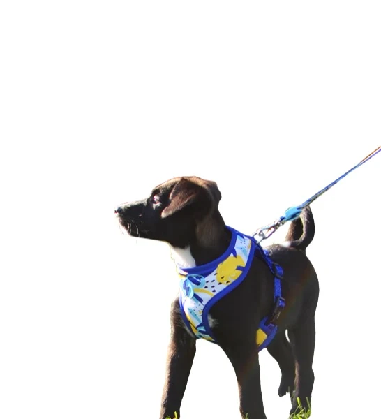Dashi Reversible Nebula Neo Mesh Harness for Dogs