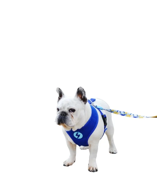 Dashi Reversible Nebula Neo Mesh Harness for Dogs
