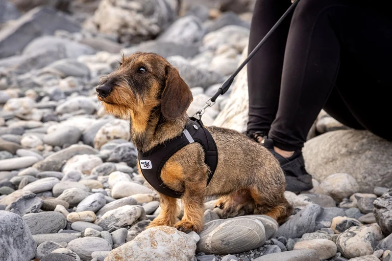 Curli Softshell Vest Harness With Curli Clasp For Dogs