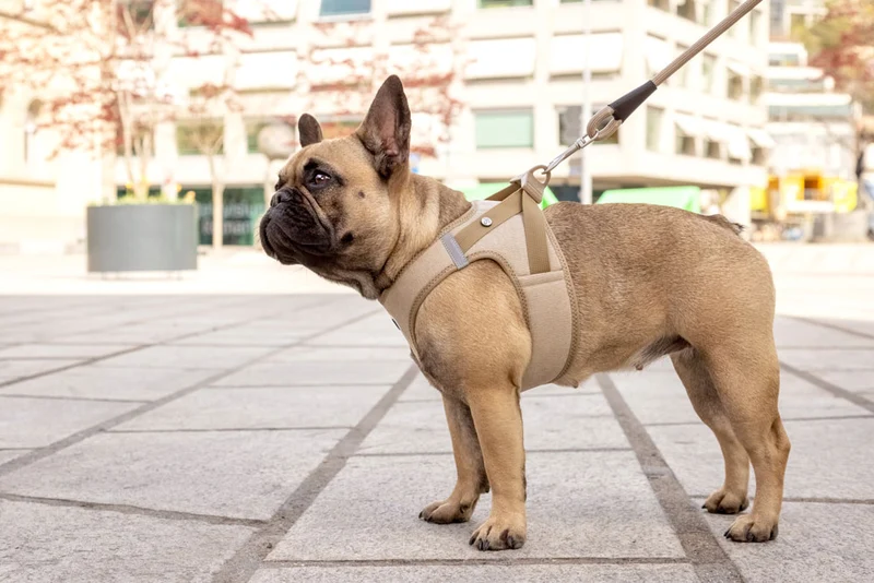 Curli Cord Vest Harness With Curli Clasp for Dogs