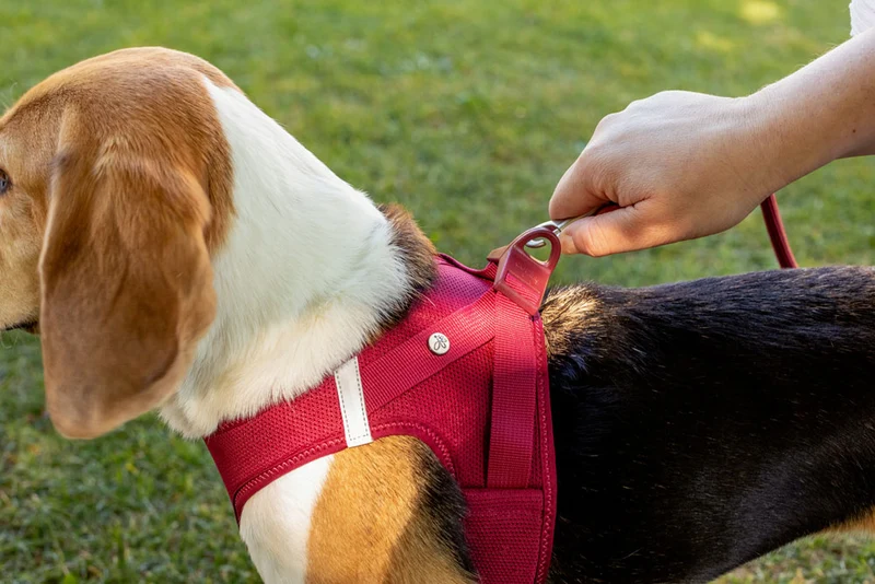 Curli Air-Mesh Vest Harness With Curli Clasp For Dogs