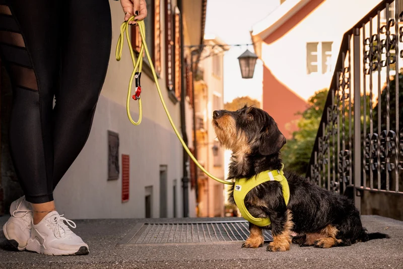 Curli Air-Mesh Vest Harness With Curli Clasp For Dogs