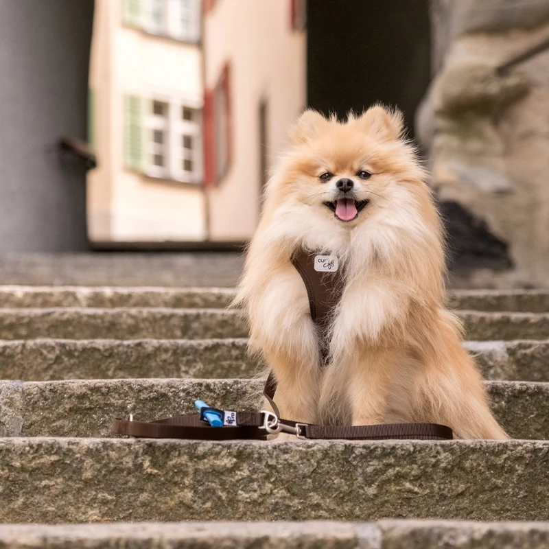 Curli Adjustable Nylon Leash for Dogs