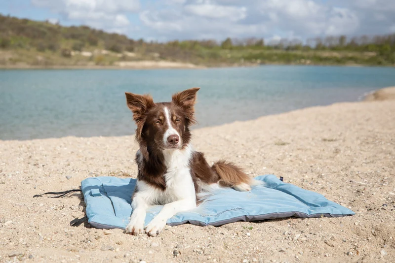 Trixie Samoa Classic Travel Blanket
