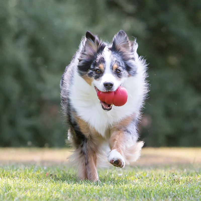 KONG Classic Cone Chew Toy for Dogs
