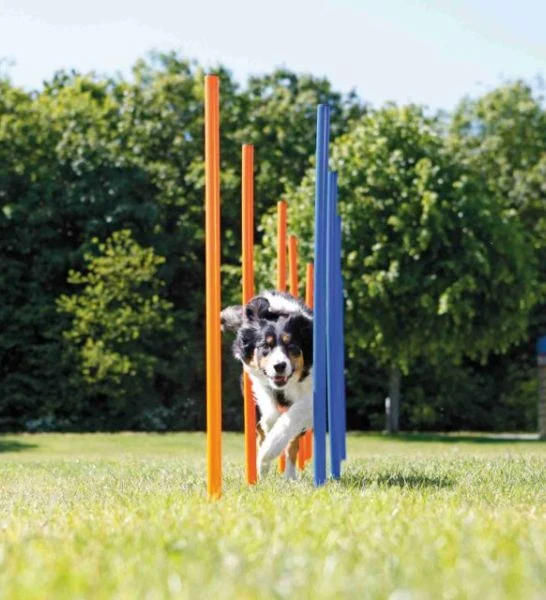 Trixie Dog Activity Agility Slalom Poles for Dogs 115x3cm