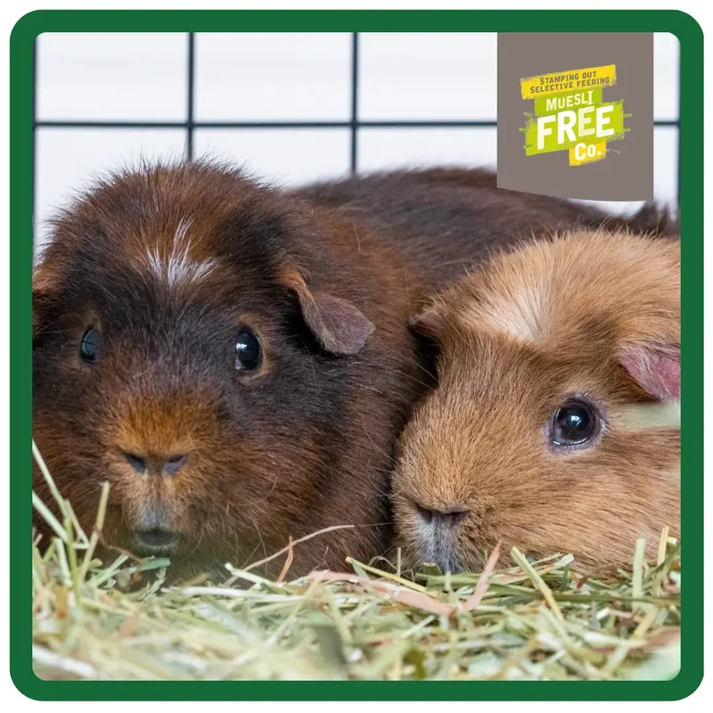 Burgess Excel Indoor Guinea Pig Nuggets 1.5KG