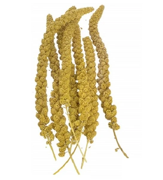PADO Yellow Millet Spray for Birds 250G