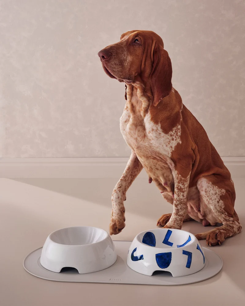 Itsumo pet Yunoki ware