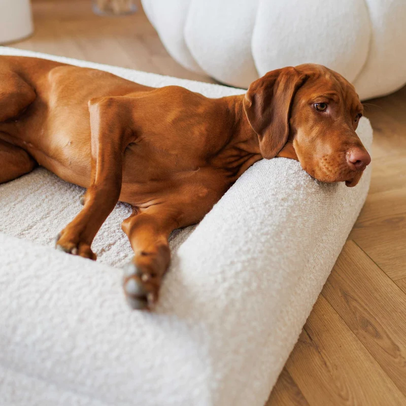 Hundebett Barklay Grande L con Bouclébezug