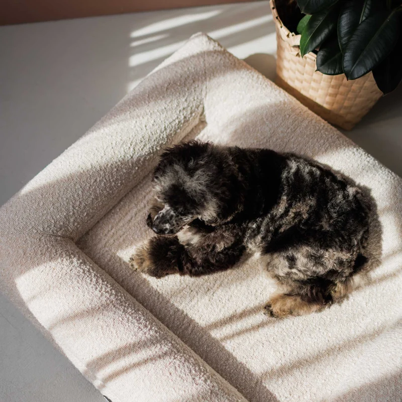 Perro Barklay Grande XS con Bouclébezug