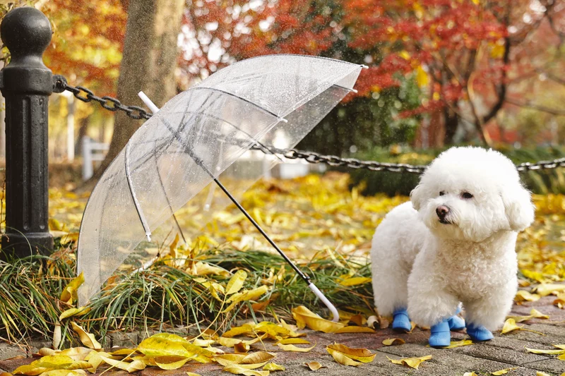 RAINY DAY Dog shoes Blue